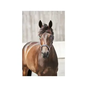 Halter for horse HorseGuard Karo image-2