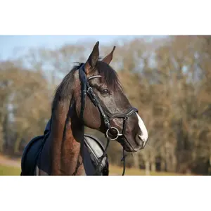 Bridon sans mors pour poney HorseGuard image-3