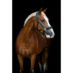 Cabresto para cavalos HorseGuard Diya 2.0 image-4