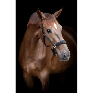 Καπίστρι για άλογο HorseGuard Diya 2.0 image-1
