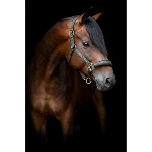 Καπίστρι για άλογο HorseGuard Maison image-0