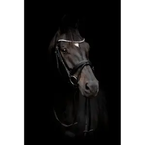 Trense HorseGuard EMI 24.1 image-2