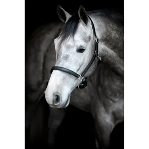 Leer halster voor paard HorseGuard Sabine image-1