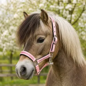 Halter for horse Horsenjoy Soraya image-1