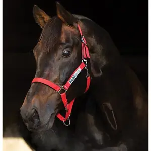 Halter dla koni Horseware Field Safe image-0