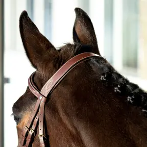 Horse bridles with padded noseband for horses Horze Constance image-4