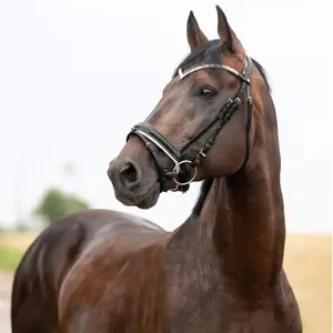 Anatomical horse bridles Horze Grayson image-3