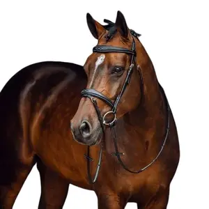 Cabezadas con muserola combinada para caballos Horze Sion image-2