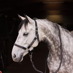 Halter and lead rope set for horse Horze Chicago image-1