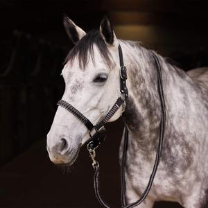 Halter and lead rope set for horse Horze Chicago image-2
