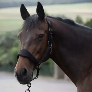 Halter for horse Horze Graz image-1