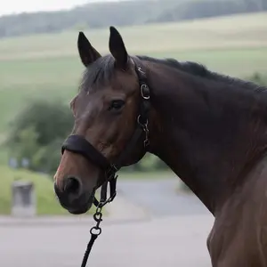 Halter for horse Horze Graz image-2