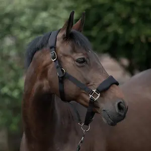 Halter for horse Horze Graz image-3
