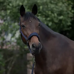 Halfter Horze Graz image-3