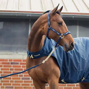 Stabile Kettenlonge mit Karabinerhaken für Pferde Horze Holbrook image-1