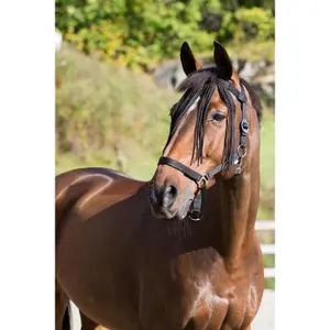 Banda anti-violeta para cavalos nylon Horze image-1