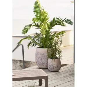 Indendørs plante House Nordic (x4) image-1