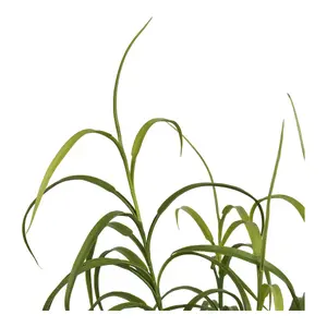 Indendørs plante House Nordic (x4) image-4