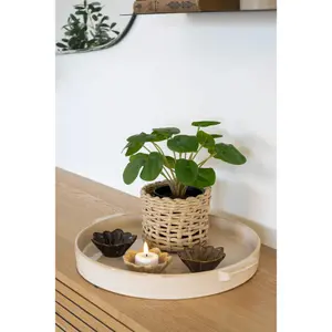Φυτό εσωτερικού χώρου House Nordic Pelia (x12) image-1
