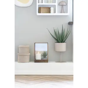Φυτό εσωτερικού χώρου House Nordic Aloe Vera (x4) image-1