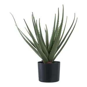 Φυτό εσωτερικού χώρου House Nordic Aloe Vera (x4) image-0