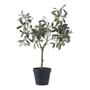 Φυτό εσωτερικού χώρου House Nordic Olive Tree image-0