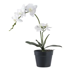 Φυτό εσωτερικού χώρου House Nordic Orchid (x8) image-0