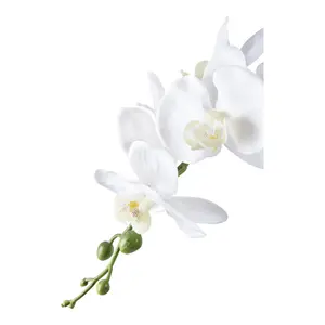 Φυτό εσωτερικού χώρου House Nordic Orchid (x8) image-2