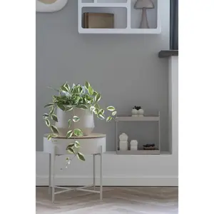 Φυτό εσωτερικού χώρου House Nordic Hoya Carnosa image-1