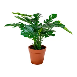Τεχνητό φυτό House Nordic Monstera image-0