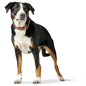 Coleira para cães pequenos e cachorros Hunter Canadian Up image-3