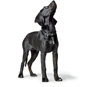 Collier pour chien Hunter Round & Soft Canadian Up image-2