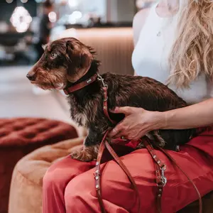 Dog leash Hunter Canadian Up image-1