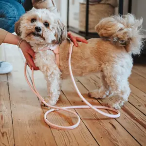 Chumbo para cães pequenos e cachorros Hunter Soho Round Mini image-2