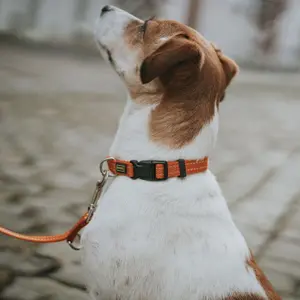 Hundhalsband Hunter Tripoli VB image-3