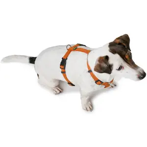 Hundsele Hunter Tripoli image-3