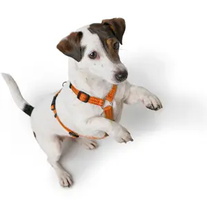 Hundsele Hunter Tripoli image-4