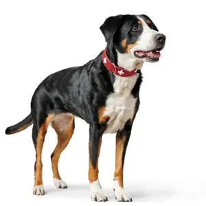 Hundehalsband Hunter Swiss image-2