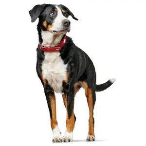 Hundehalsband Hunter Swiss image-3