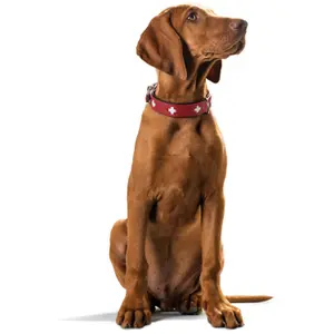 Hundehalsband Hunter Swiss image-4