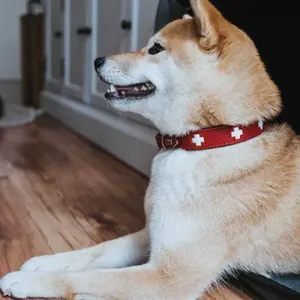Dog collar Hunter Swiss image-4
