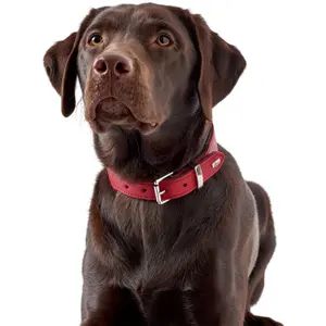 Collar para perro Hunter Basic image-4