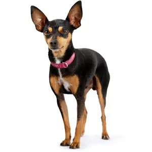 Collier pour chien Hunter Diamond Petit image-2