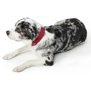 Collier pour chien Hunter Softie image-2