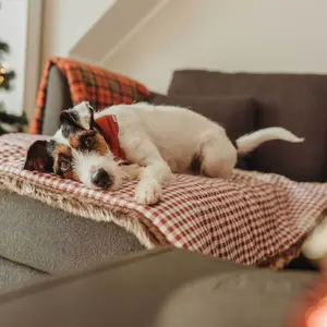 Cushion for dog Hunter Astana image-3