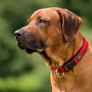 Collar para perro de neopreno Hunter Vario Plus image-3