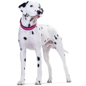 Collier pour chien Hunter Vario Plus image-2