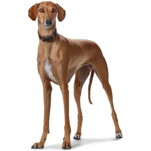 Greyhound collar Hunter Super Soft image-3