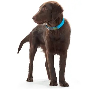 Collar para perro Hunter Convenience image-2