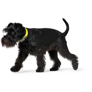 Hondenhalsband Hunter Convenience image-2